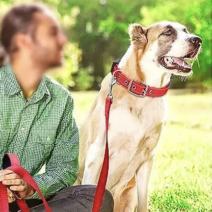 Reflective Padded Dog Collar