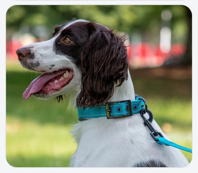 Reflective Padded Dog Collar