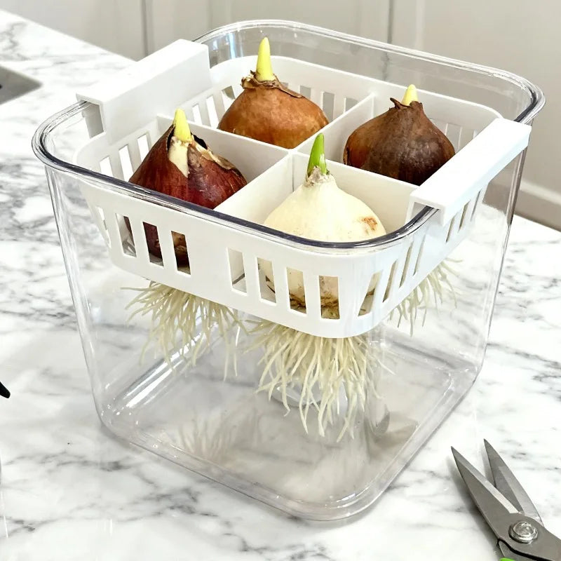 Clear Hydroponic Tulip Growing Kit with 4-Bulb Basket