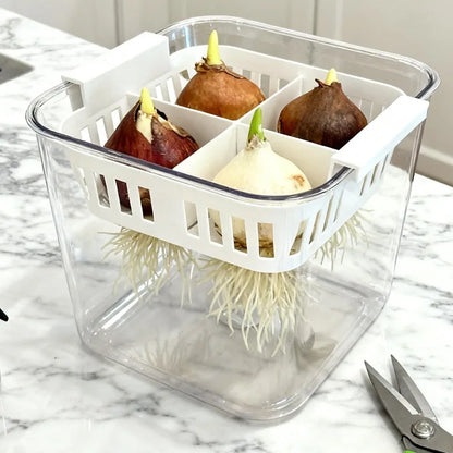 Clear Hydroponic Tulip Growing Kit with 4-Bulb Basket