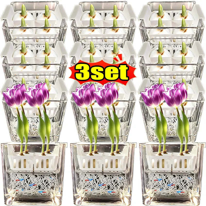 Clear Hydroponic Tulip Growing Kit with 4-Bulb Basket