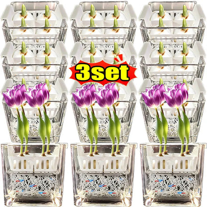 Clear Hydroponic Tulip Growing Kit with 4-Bulb Basket