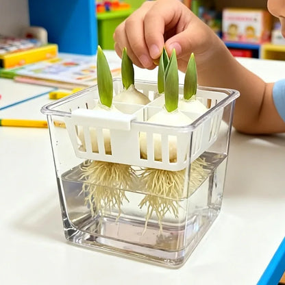 Clear Hydroponic Tulip Growing Kit with 4-Bulb Basket