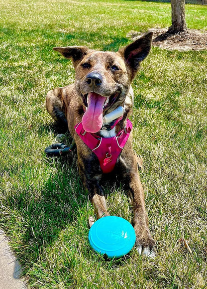 Interactive Squeaking Treat Dispensing Dog Disc