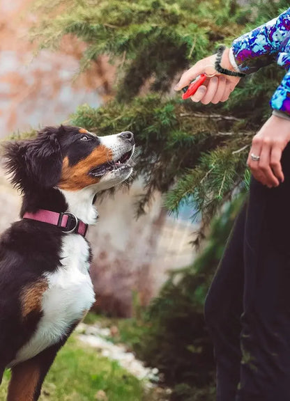 Pet Training Clicker with Wrist Strap
