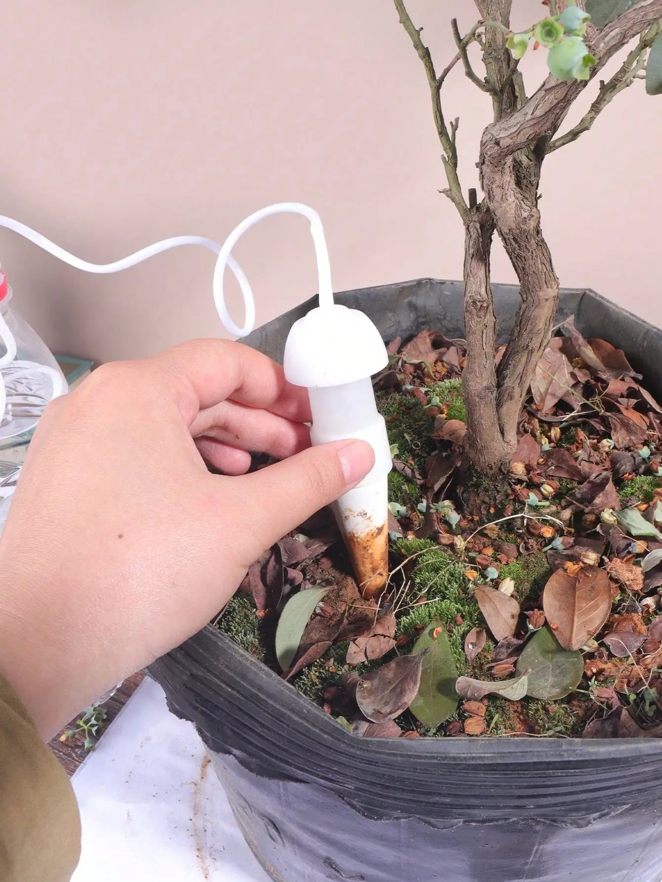 Ceramic Watering Spikes Set