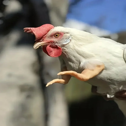 Chicken Arms Costume for Poultry