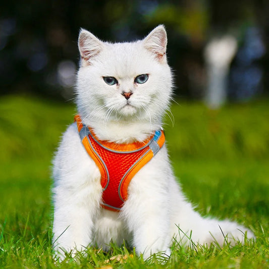 Adjustable Cat & Small Dog Harness and Leash Set