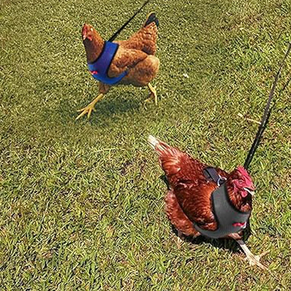 Adjustable Poultry Harness & Leash Set