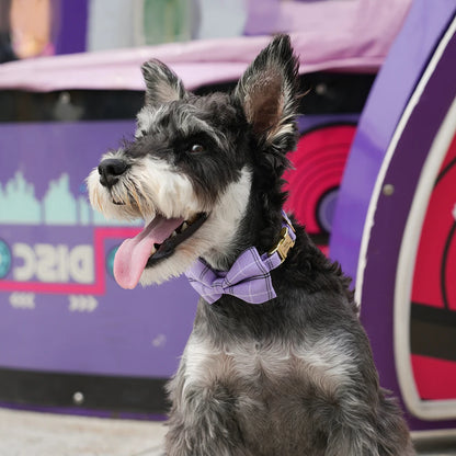 Custom Nylon Dog Collar with Bowknot