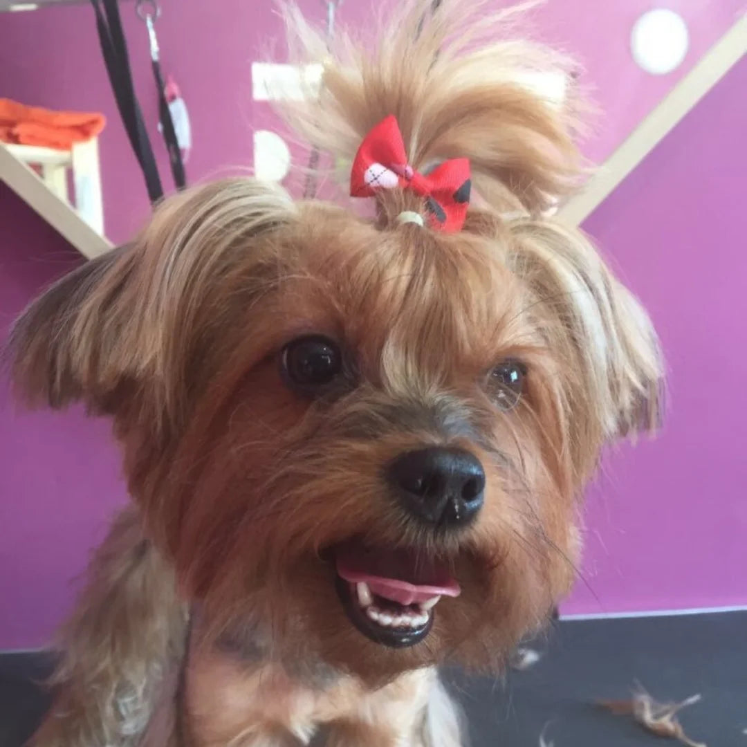 10Pcs Cute Pet Hair Bow Accessories