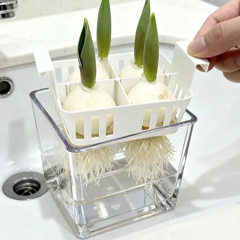 Clear Hydroponic Tulip Growing Kit with 4-Bulb Basket