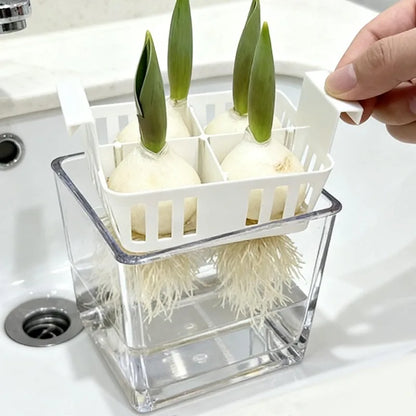 Clear Hydroponic Tulip Growing Kit with 4-Bulb Basket