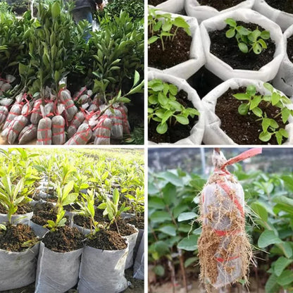 Biodegradable Non-Woven Seedling Grow Bags