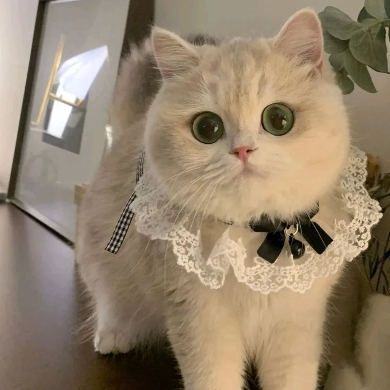 Silk Wedding Style Cat & Dog Collar with Bow Tie