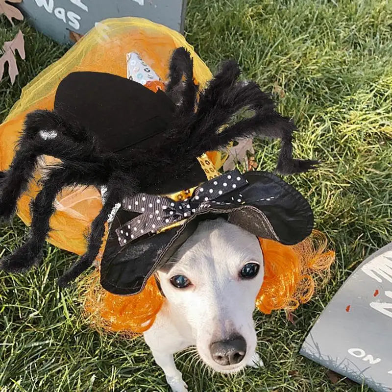Spider Costume for Cats & Dogs