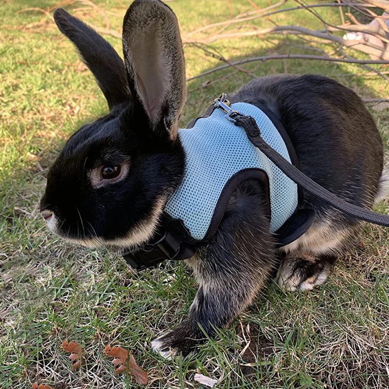 Breathable Small Pet Harness & Leash Set