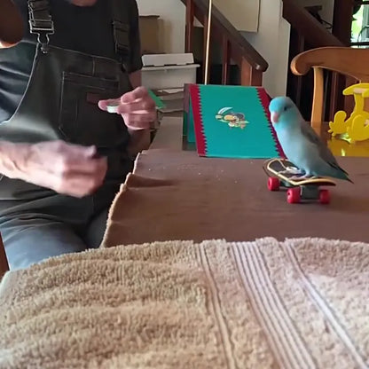 Mini Parrot Skateboard Toy