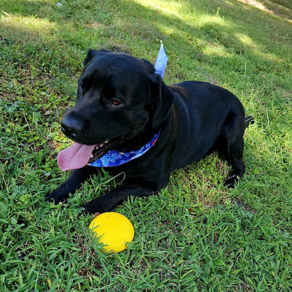 Interactive Squeaking Treat Dispensing Dog Disc
