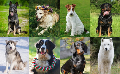IPX7 Waterproof Remote Dog Training Collar with Auto Anti-Bark Mode