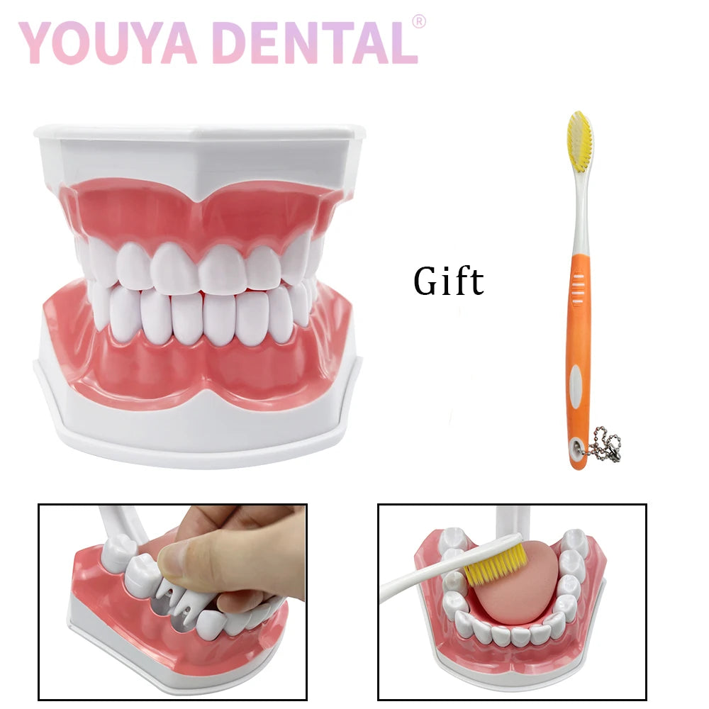 Practical Household Accessory – Dental Brushing Education