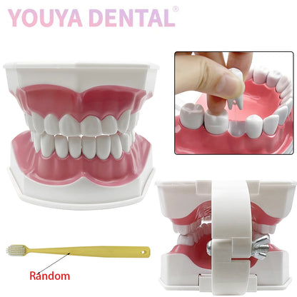 Practical Household Accessory – Dental Brushing Education