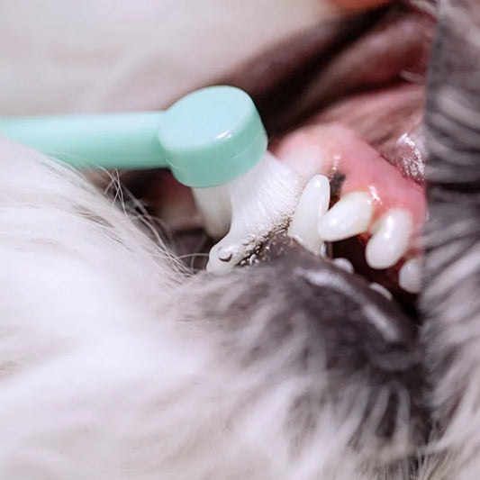Pet Mini Toothbrush for Dogs & Cats
