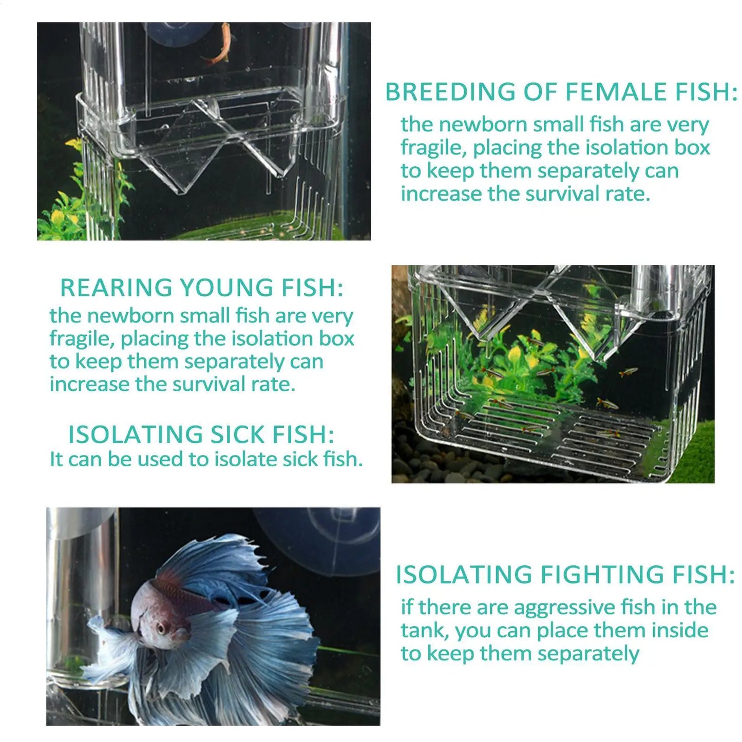 Acrylic Fish Breeding & Isolation Box for Aquariums