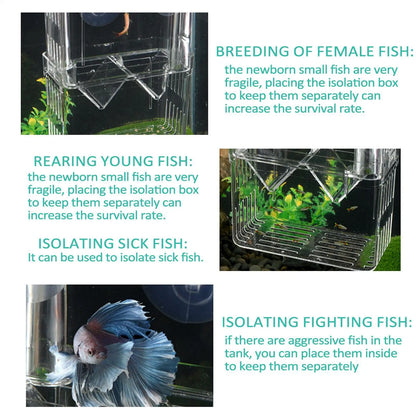 Acrylic Fish Breeding & Isolation Box for Aquariums