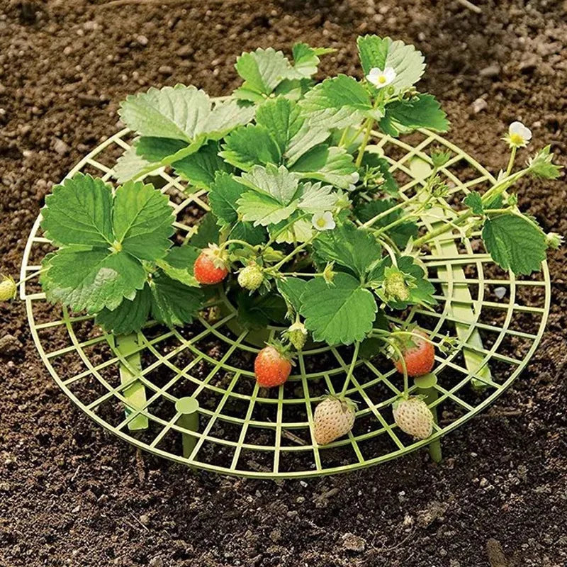Strawberry Plant Support Frame with Fruit Protection Tray