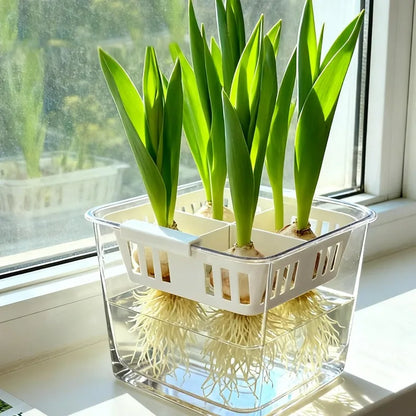 Clear Hydroponic Tulip Growing Kit with 4-Bulb Basket