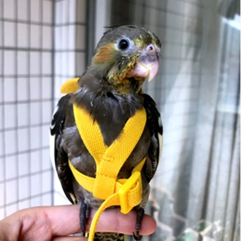 Parrot Training Harness & Anti-Bite Leash Set