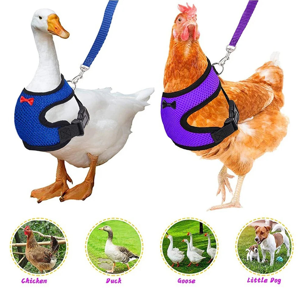Adjustable Poultry Harness & Leash Set