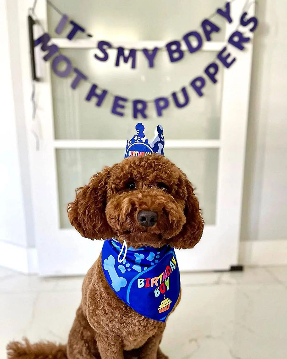 Dog Birthday Party Bandana Set