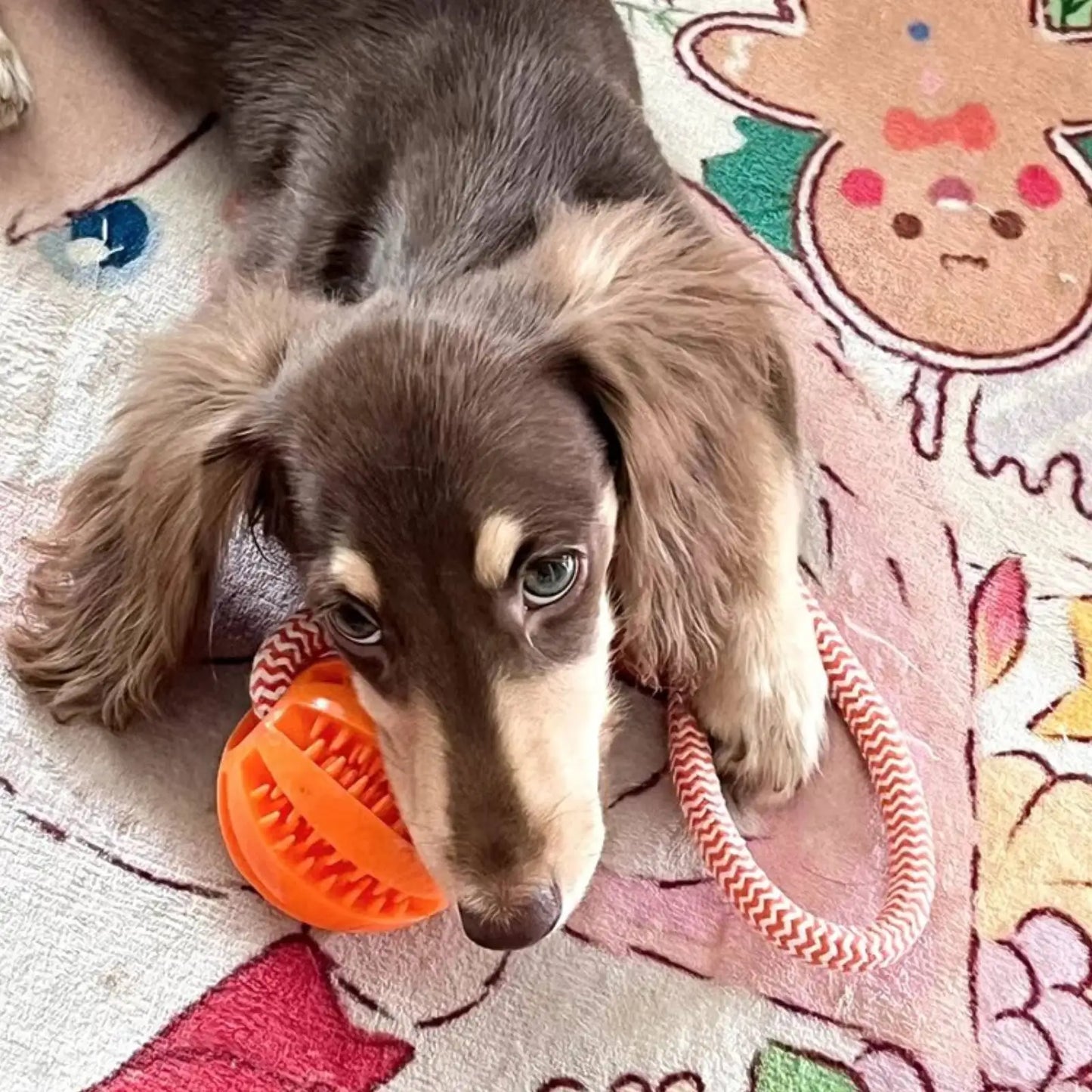 Rope Treat Ball Dog Toy