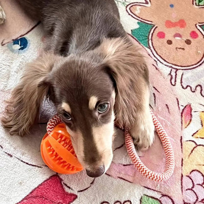 Rope Treat Ball Dog Toy