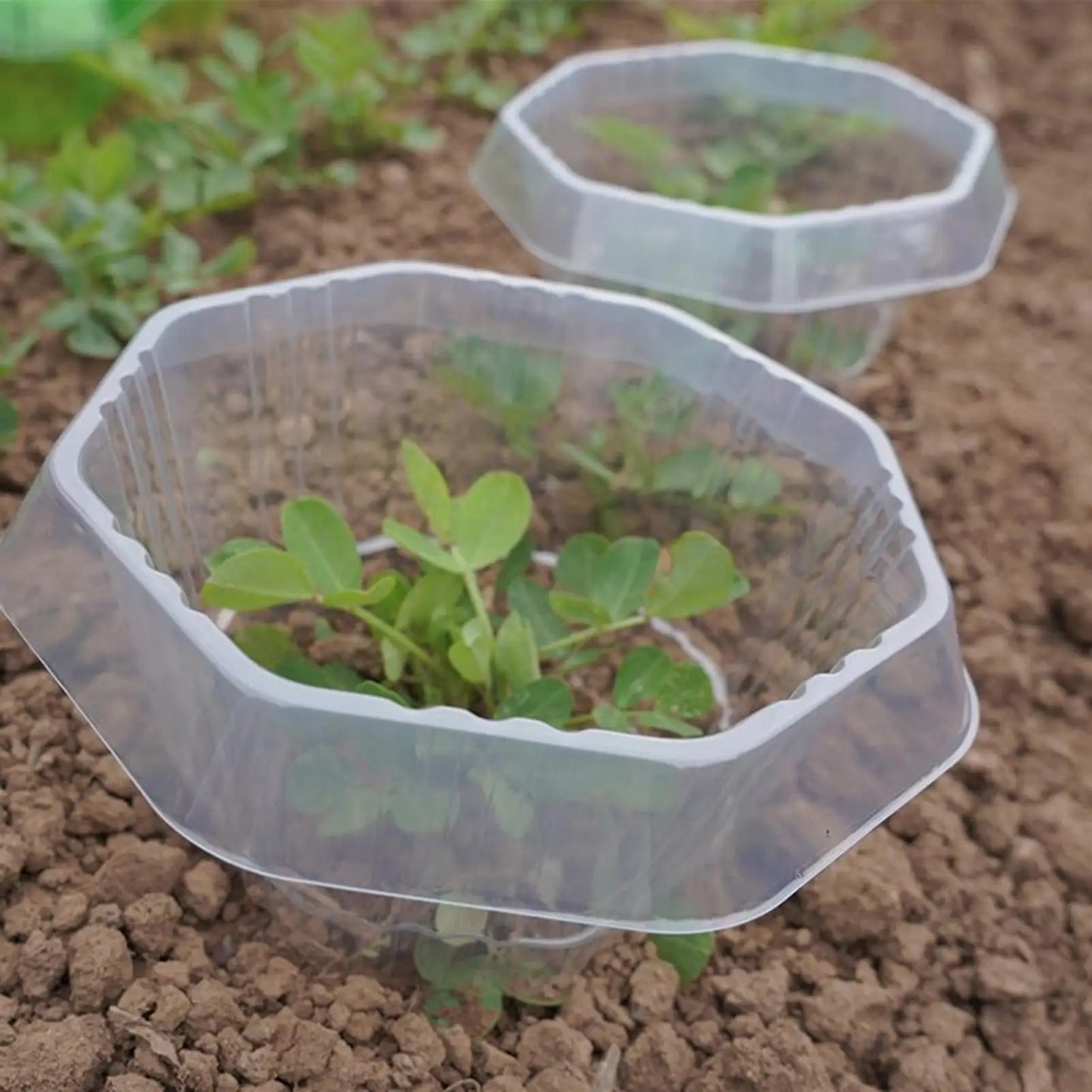 Garden Plant Protective Cloches