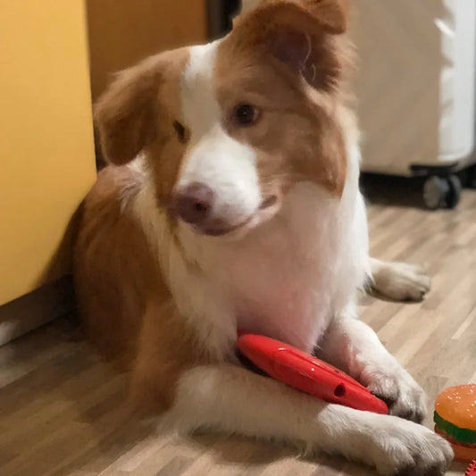 Interactive Squeaking Treat Dispensing Dog Disc