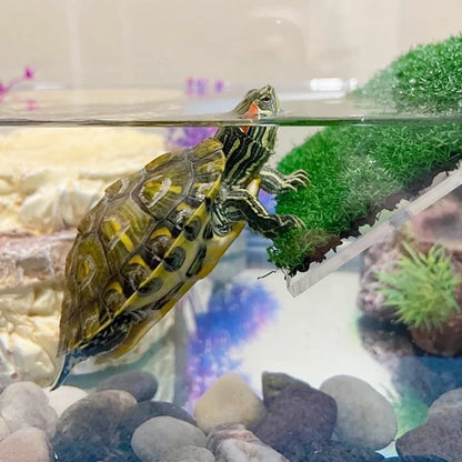 Turtle Basking Platform Ramp